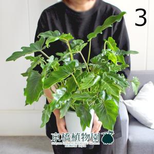 クッカバラ プラスチック鉢【大型 観葉植物 7号鉢／1個】 : shopooo by