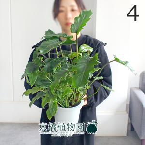サボテン：エキノカクタス 太平丸 実生*幅16cm 現品！一品限り : 遊恵