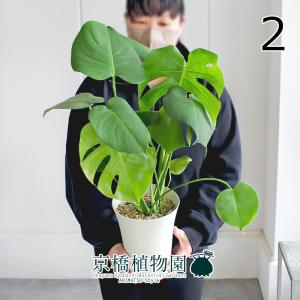 現品】ザミア・フロリダーナ 多頭株 10号 白鉢（1） : 花のアリマツ