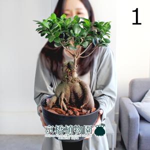 盆栽：欅(けやき) 現品*ケヤキ Zelkova serrata Keyaki bonsai 小品