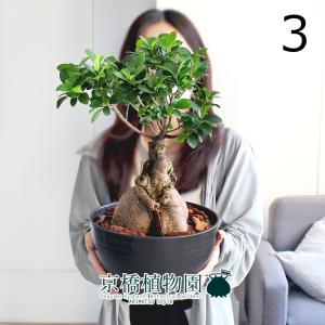 盆栽 特選：皐月(大盃)現品*さつき サツキ Rhododendron indicum