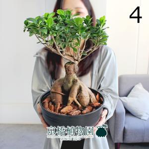 現品】ユッカ・デスメティアーナ 幹立ち 7号 黒鉢 (2) : 花のアリマツ