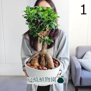 現品】パンダガジュマル/フィカス・パンダ 10号 白鉢（4） : 花の