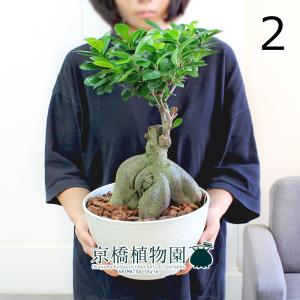 花苗 観葉植物：グレビレア サパーブ*8号 オージープランツ Grevillea