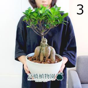 現品】フィカス・ベンガレンシス・オードリー 曲がり 7号 白セラアート