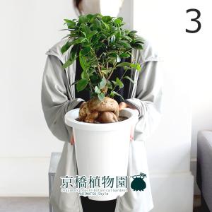 現品】ステファニア・ヴェノーサ（ヴェノサ） 6号 緑鉢（1） : 花の