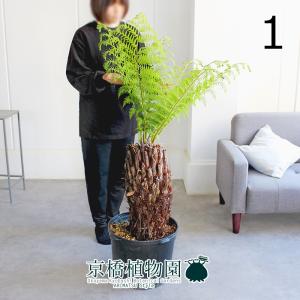 【現品】ディクソニア・アンタルクティカ　17号　黒鉢（1）