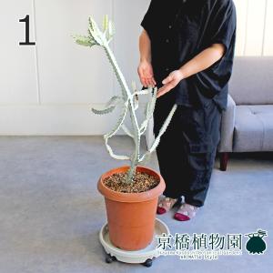 多肉植物）一点物 センナ メリディオナリス 実生株 5号（1鉢）枯れ
