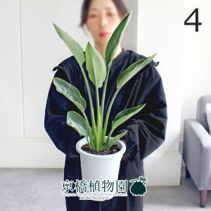 ストレチア・ノンリーフ/ストレリチア・ノンリーフ/ユンケア 3.5号