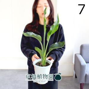 観葉植物：ドラセナ ゴールディアナ*ゴルディアーナ 5号 プラポット