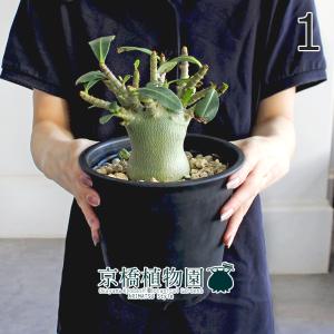 アデニウム アラビカム ブラックジャイアント 【観葉植物 5号／1個売り