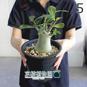 アデニウム アラビカム ブラックジャイアント 観葉植物 5号/1個売り