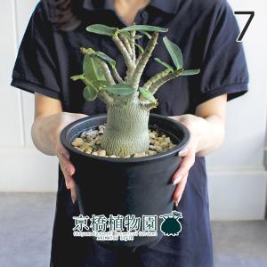 アデニウム アラビカム ブラックジャイアント 【観葉植物 5号／1個売り