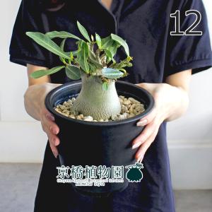 アデニウム アラビカム ブラックジャイアント 観葉植物 5号/1個売り