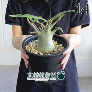 アデニウム アラビカム ブラックステム 観葉植物 5号/1個売り リビング