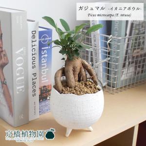 現品】ブーファン・ディスティカ（ディスティチャ） 8号 紺鉢（4