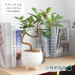 現品】ブーファン・ディスティカ（ディスティチャ） 8号 紺鉢（4