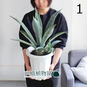 アガベ / アオノリュウゼツラン 10号 : 花のアリマツ Yahoo!店 - 通販