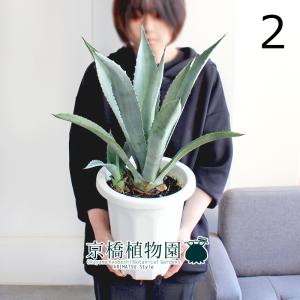 アガベ 白閃光（ハクセンコウ） 8号【バスケット鉢カバー付き/ブラウン