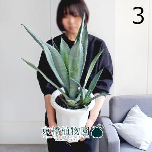 アガベ 白閃光（ハクセンコウ） 8号【バスケット鉢カバー付き/ブラウン
