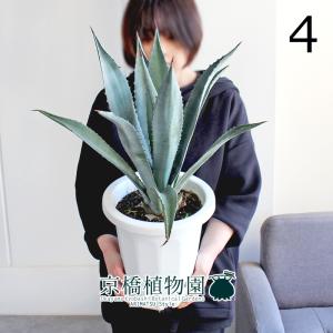 アガベ / アオノリュウゼツラン 10号 : 花のアリマツ Yahoo!店 - 通販