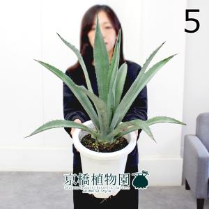 アガベ / アオノリュウゼツラン 10号 : 花のアリマツ Yahoo!店 - 通販