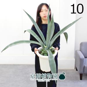 アガベ / アオノリュウゼツラン 10号 : 花のアリマツ Yahoo!店 - 通販
