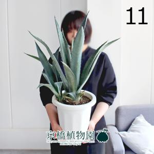 アガベ / アオノリュウゼツラン 10号 : 花のアリマツ Yahoo!店 - 通販
