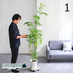 現品】ボンバックス 8号 黒鉢（1） : 花のアリマツ Yahoo!店 - 通販