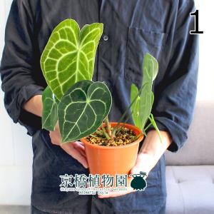 現品】アロエ・ラモシシマ/ラモシッシマ（別名：羅紋錦） 8号 白鉢（1