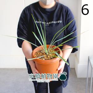 【現品】ユッカ・デスメティアーナ　7号　黒鉢（2） 園芸ネット本店｜ユッカ：デスメティアーナ 7号鉢植え26-02 の通販【公式】
