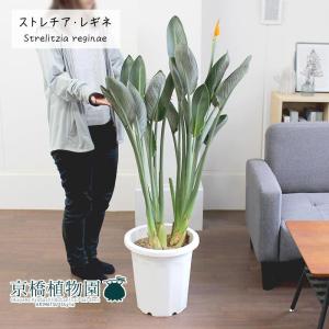 【現品】アガベ・アオノリュウゼツラン　8号　白鉢　（3） 現品】アガベ・アオノリュウゼツラン 8号 白鉢（8） : 花の