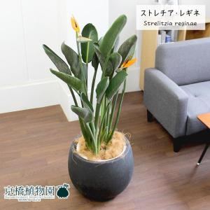 ストレチア/ストレリチア・レギネ 10号 : 花のアリマツ Yahoo!店