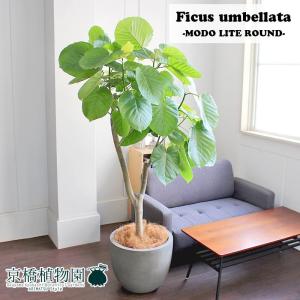 フィカス・ウンベラータ 曲がり 7号【カンサラ鉢カバー付き/ブラック
