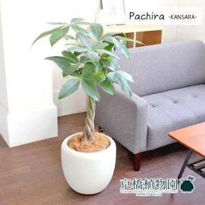 現品】ボンバックス 8号 黒鉢（1） : 花のアリマツ Yahoo!店 - 通販