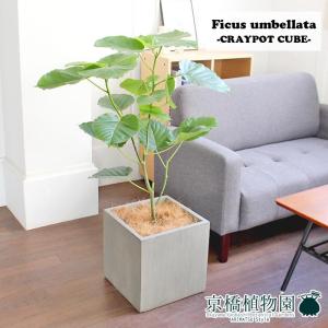 【現品】サボテン　エキノプシス・ハイブリッド　15号（1） 楽天市場】【現品】サボテン エキノプシス・ハイブリッド 15号（1