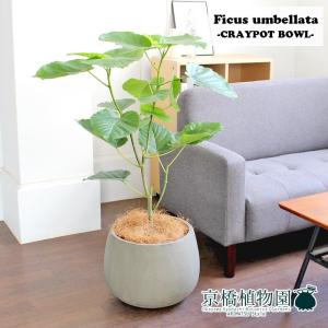 ウンベラータのランキングtop100 人気売れ筋ランキング Yahoo ショッピング