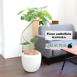 フィカス・ウンベラータ 曲がり 7号【カンサラ鉢カバー付き/ブラック