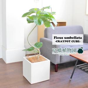 現品】ブーファン・ディスティカ（ディスティチャ） 8号 紺鉢（4