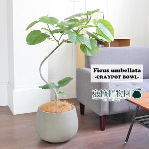 ウンベラータのランキングtop100 人気売れ筋ランキング Yahoo ショッピング