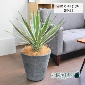 【現品】アガベ・アテナータ　8号鉢　E8番 アガベ・アテナータ 8号サイズ | HITOTOKI by MAKIMO PLANT