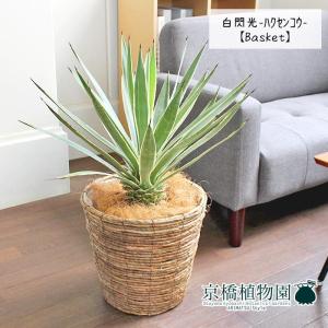 【現品】パンダナス（パンダヌス）/タコノキ　古木　8号　白鉢（1） 現品】パンダナス（パンダヌス）/タコノキ 古木 8号 白鉢（1） : 花の