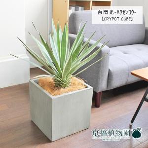 アガベ 白閃光（ハクセンコウ） 8号【バスケット鉢カバー付き/ブラウン