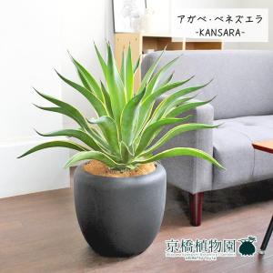 現品】観音竹（カンノンチク） 8号 紺鉢（B） : 花のアリマツ Yahoo!店