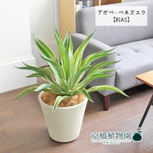 アガベ / アオノリュウゼツラン 10号 : 花のアリマツ Yahoo!店 - 通販
