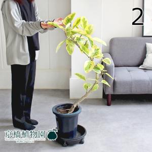 現品】パンダガジュマル/フィカス・パンダ 10号 白鉢（4） : 花の