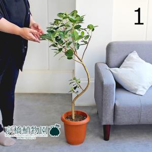 現品】ボンバックス 8号 黒鉢（1） : 花のアリマツ Yahoo!店 - 通販