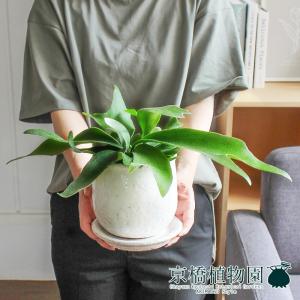 【ステララウンド:Mサイズ/陶器鉢】コウモリラ...の詳細画像1