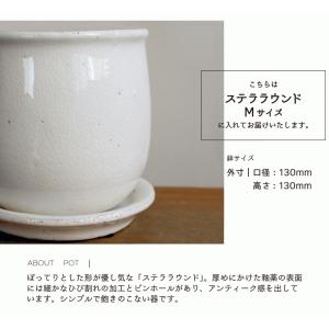 【ステララウンド:Mサイズ/陶器鉢】コウモリラ...の詳細画像3