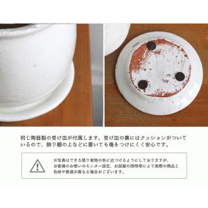 【ステララウンド:Mサイズ/陶器鉢】コウモリラ...の詳細画像4